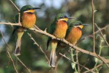 Żołna rdzawobrzucha - Merops lafresnayii oreobates - Cinnamon-chested Bee-eater