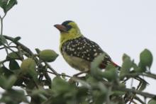 Brodal perełkowany - Trachyphonus margaritatus - Yellow-breasted Barbet