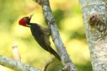 Dzięcioł jasnodzioby - Campephilus guatemalensis - Pale-billed Woodpecker