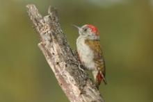 Dzięcioł popielaty - Dendropicos goertae - African Grey Woodpecker