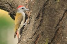 Dzięcioł szarogłowy - Mesopicos spodocephalus - Grey Woodpecker