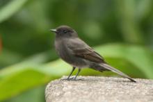 Fibik czarny - Sayornis nigricans - Black Phoebe