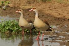 Gęsiówka egipska - Alopochen aegyptiaca - Egyptian Goose