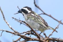 Głowaczek mały - Tricholaema melanocephala - Black-throated Barbet