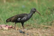 Ibis koralikowy - Bostrychia carunculata - Wattled Ibis