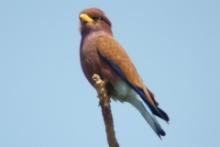 Kraskówka afrykańska - Eurystomus glaucurus - Broad-billed Roller