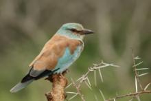 Kraska zwyczajna - Coracias garrulus - European Roller