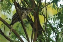 Kukiel wielki - Eudynamys scolopaceus  - Asian Koel