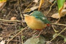 Kurtaczek bengalski - Pitta brachyura - Indian Pitta