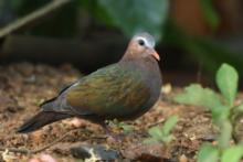 Miedzianka szmaragdowa - Chalcophaps indica - Common Emerald Dove