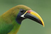 Pieprzojad szmaragdowy - Aulacorhynchus prasinus - Emerald Toucanet