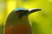 Piłodziób czarnogardły - Eumomota superciliosa - Turquoise-browed Motmot