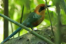 Piłodziób rdzawy - Baryphthengus martii - Rufous Motmot