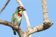 Pstrogłów żółtogardły - Psilopogon haemacephalus - Coppersmith Barbet