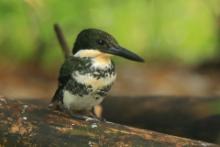 Rybaczek zielony - Chloroceryle americana - Green Kingfisher