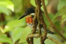 Rybaczek amazoński - Chloroceryle amazona - Amazon Kingfisher