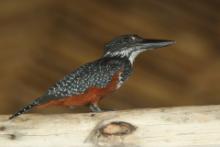 Rybaczek wielki - Megaceryle maxima - Giant Kingfisher