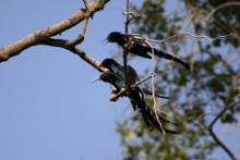 Sierpodudek purpurowy - Phoeniculus purpureus - Green Wood-hoopoe