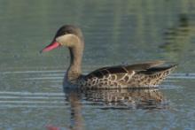 Srebrzanka czerwonodzioba - Anas erythrorhyncha - Red-billed Teal