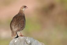 Szponiastonóg etiopski - Pternistis castaneicollis - Chestnut-naped Francolin