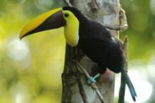 Tukan brązowodzioby - Ramphastos ambiguus swainsonii  - Yellow-throated Toucan