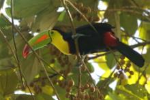 Tukan tęczodzioby - Ramphastos sulfuratus - Keel-billed Toucan