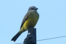 Tyran melancholijny - Tyrannus melancholicus - Tropical Kingbird