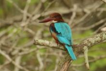 Łowiec krasnodzioby - Halcyon smyrnensis - White-breasted Kingfisher