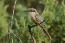 Żołna blada - Merops revoilii - Somali Bee-eater