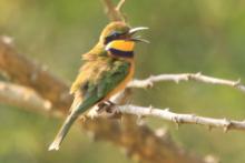 Żołna niebieskopierśna - Merops variegatus - Blue-breasted Bee-eater