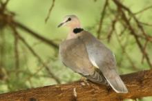 Synogarlica popielata - Streptopelia capicola - Ring-necked Dove