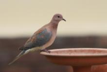 Synogarlica senegalska - Streptopelia senegalensis - Laughing Dove