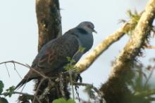 Turkawka żałobna - Streptopelia lugens - Dusky Turtle Dove