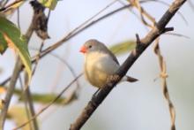 Astryld bagienny - Estrilda paludicola - Fawn-breasted Waxbill