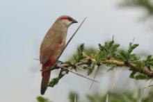 Astryld czerwonoskrzydły - Estrilda rhodopyga - Crimson-rumped Waxbill