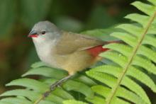 Astryld siwogłowy - Coccopygia melanotis - Swee Waxbill