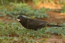 Bawolik białodzioby - Bubalornis albirostris - White-billed Buffalo Weaver