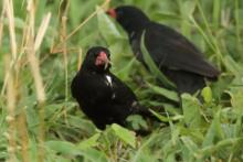 Bawolik czerwonodzioby - Bubalornis niger - Red-billed Buffalo Weaver