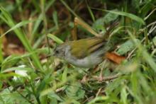 Beczak zielonogrzbiety - Camaroptera brachyura - Green-backed Camaroptera