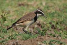 Białorzytka obrożna - Oenanthe pileata - Capped Wheatear