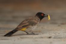 Bilbil czerwonooki - Pycnonotus nigricans - Black-fronted Bulbu