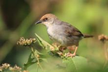 Chwastówka uboga - Cisticola chubbi - Chubb's Cisticola