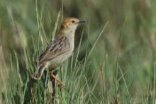 Chwastówka rechocząca - Cisticola chiniana - Rattling Cisticola