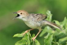 Chwastówka równikowa - Cisticola marginatus - Winding Cisticola