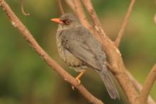 Drozd abisyński - Turdus abyssinicus - Ethiopian Thrush