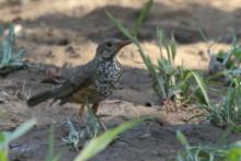 Drozd ogorzały - Turdus olivaceus - Olive Thrush