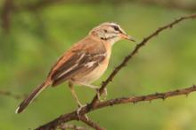 Drozdówka jasna - Cercotrichas leucophrys - White-browed Scrub Robin