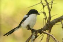 Dzierzba białobarkowa - Lanius collaris - Southern Fisca