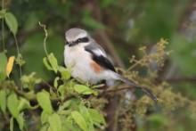 Dzierzba białoskrzydła - Lanius mackinnoni - Mackinnon's Shrike