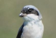 Dzierzba czarnoczelna - Lanius minor - Lesser Grey Shrike